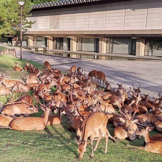 奈良国立博物館の鹿だまり